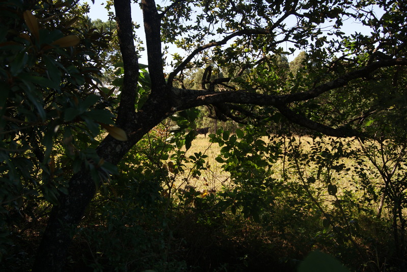 DSC02232.JPG