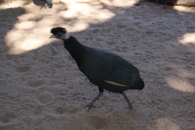DSC02403.JPG